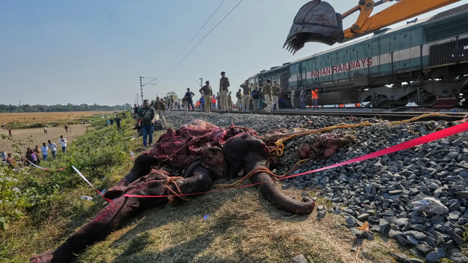 Siete elefantes mueren y uno resulta herido al chocar un tren con una manada en la India
