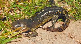 La UNAM localiza ajolote en peligro de extinción