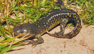 La UNAM localiza ajolote en peligro de extinción