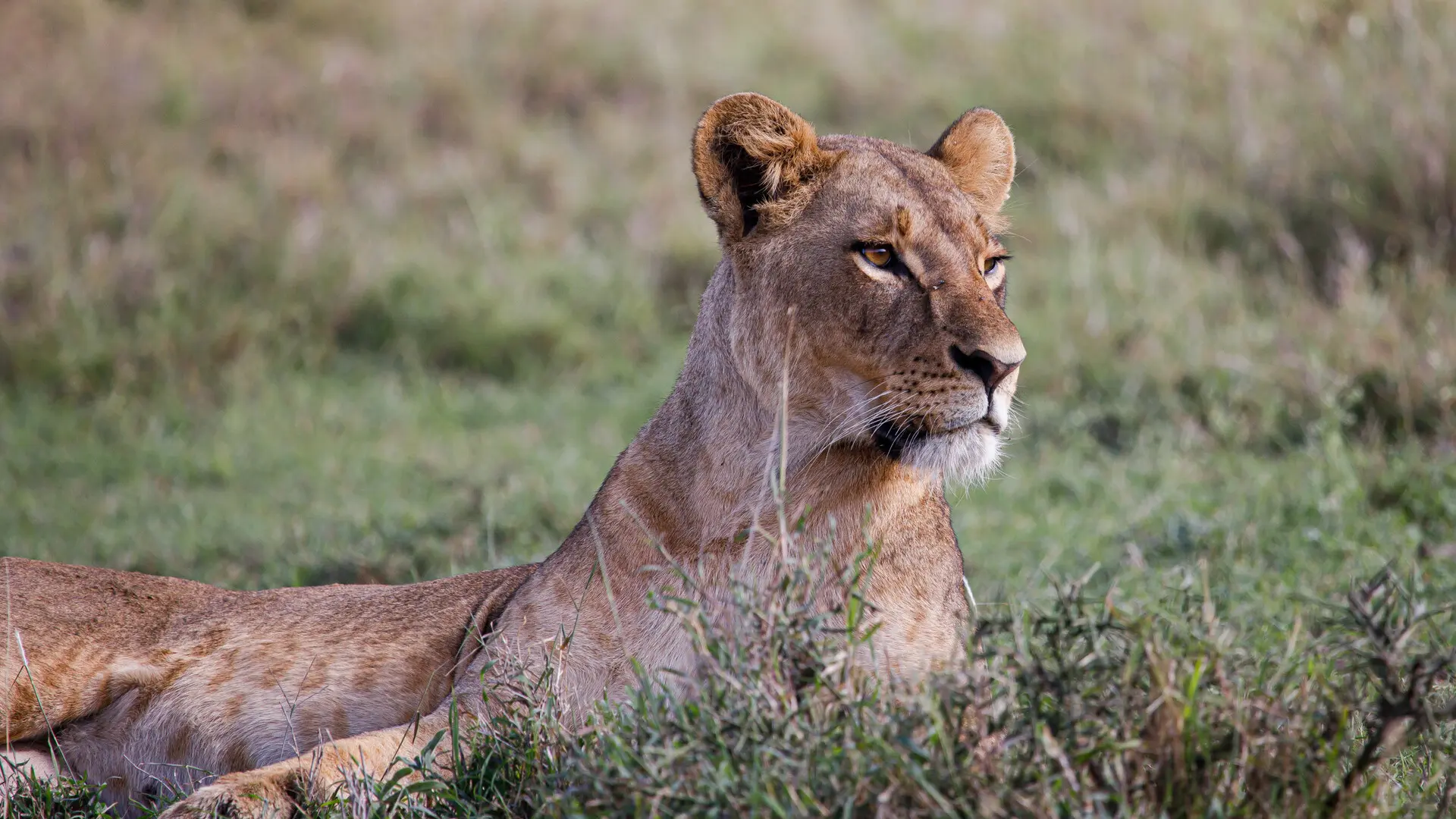 Una leona mata a un hombre que se metió sin permiso en su jaula de un zoo de Brasil