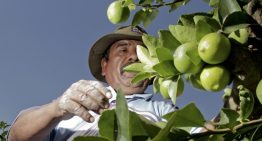 Sader y Sedarpa implementan plan para recuperar la citricultura del norte de Veracruz