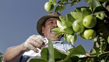 Sader y Sedarpa implementan plan para recuperar la citricultura del norte de Veracruz