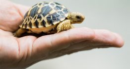 Mercado de Sonora se reconvierte tras eliminar venta de animales vivos