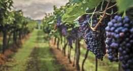 Del cruce de fronteras al viñedo: La mano de obra que sostiene el vino mexicano