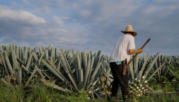 Mercado nacional de tequila enfrentará baja del 1% anual, estima CNIT