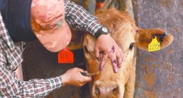 Detectan dos nuevos casos de gusano barrenador en centro y norte de México