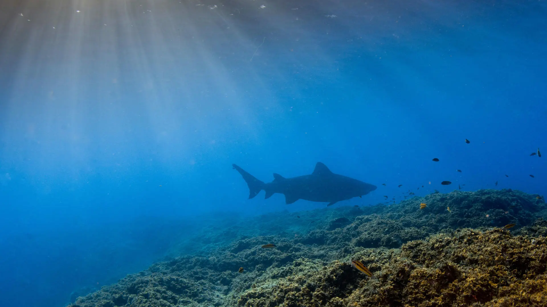 Un surfista herido leve en el cuarto ataque de tiburón en tres días en Australia