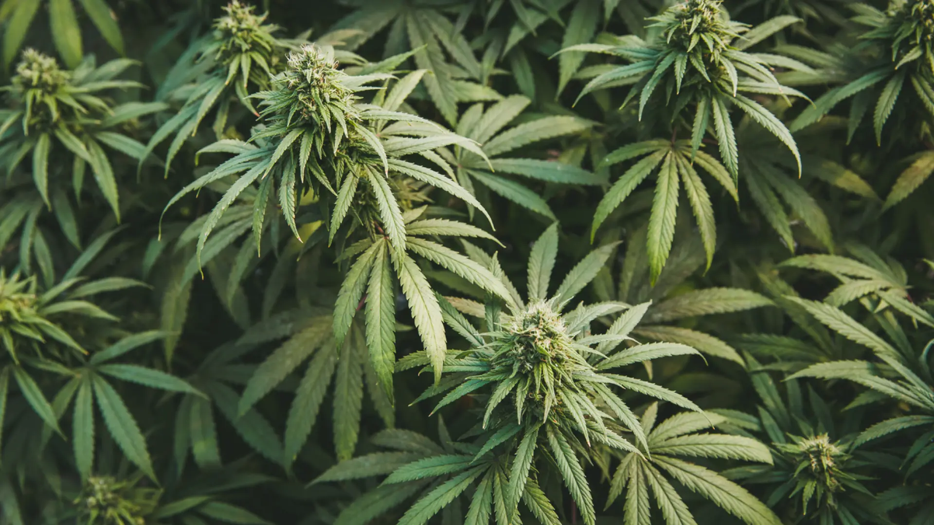 Por vía oral y una dosis máxima permitida: Sanidad autoriza administrar el cannabis para estas cuatro patologías