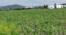 Exportaciones agrícolas acumularon caída de 14.8% en Querétaro