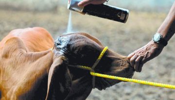 Coahuila atiende alerta sanitaria por riesgo de gusano barrenador