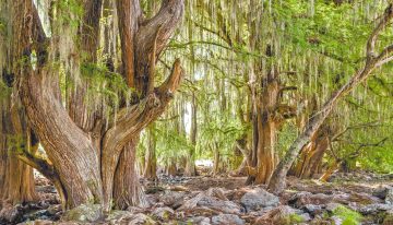 Semarnat presenta la radiografía forestal actual de México