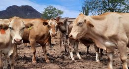 Refuerzan plan para frenar el GBG en dos estados