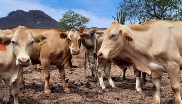 Refuerzan plan para frenar el GBG en dos estados