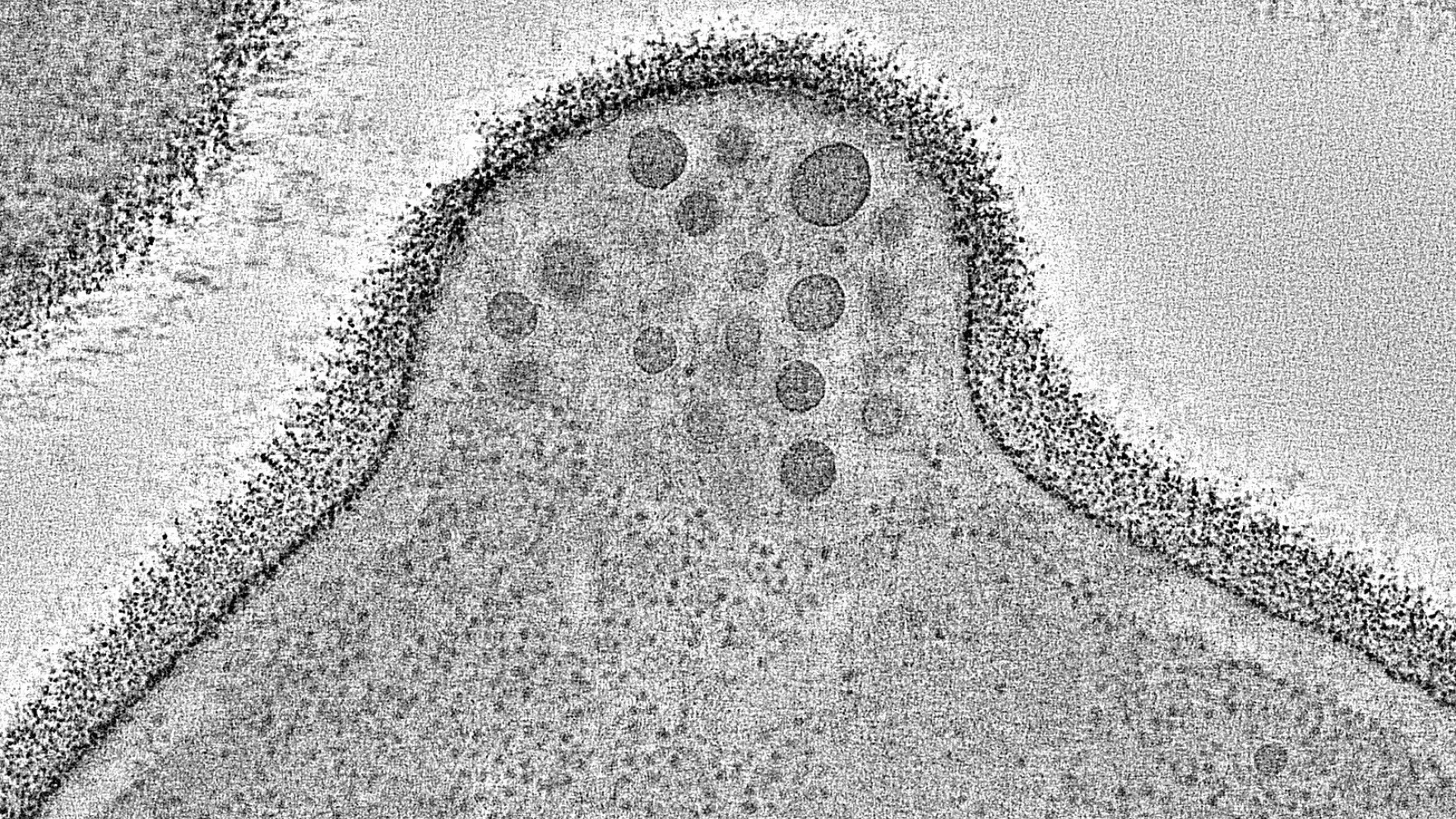 Un estudio identifica el nanomensajero que mantiene las células en funcionamiento