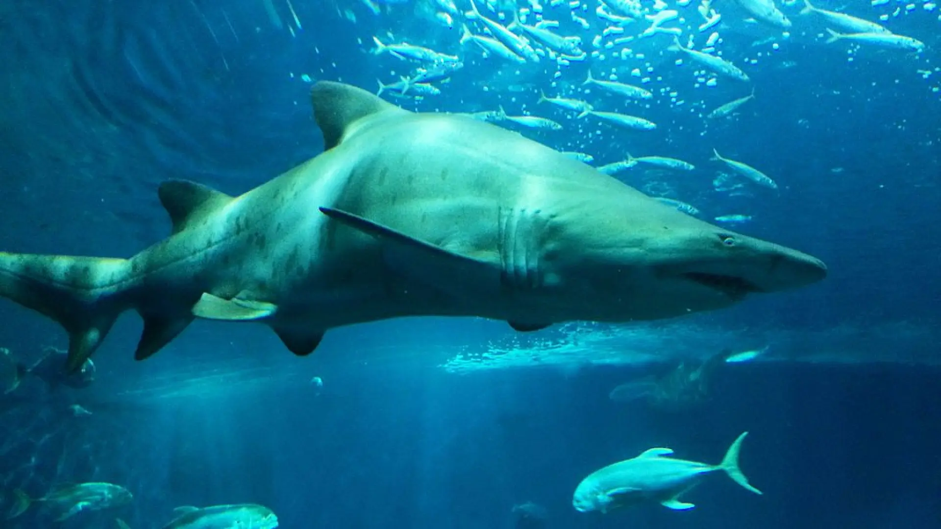 Dos niños y un hombre son víctimas de tres ataques de tiburones en Sídney en 24 horas