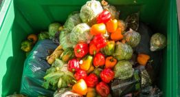 Prevén hasta 50% más desperdicio de alimentos en México durante el Mundial de futbol 2026: Cheaf