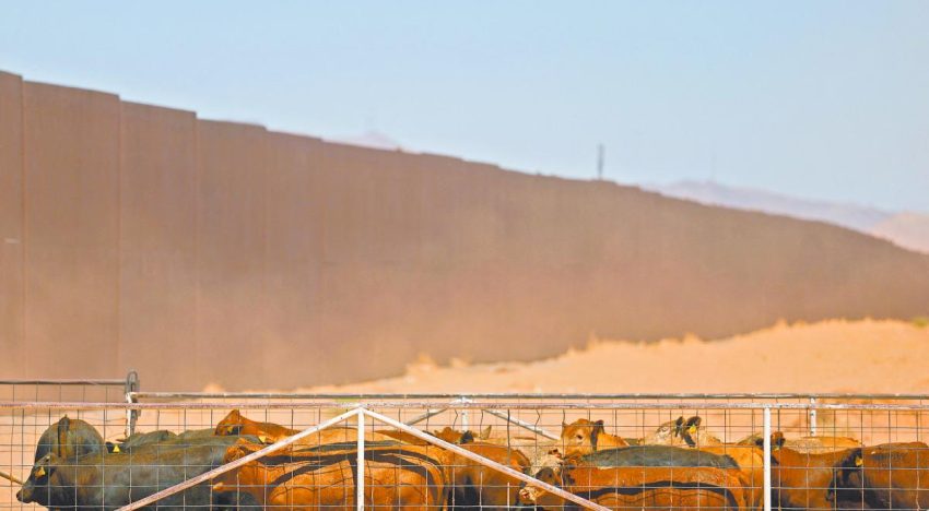 Tamaulipas reduce casos de gusano barrenador, sigue alta presencia en Chiapas, Oaxaca y Veracruz