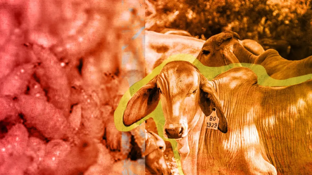 Sembrando Vida se suma a lucha contra gusano barrenador: Movilizará a 427,000 beneficiarios