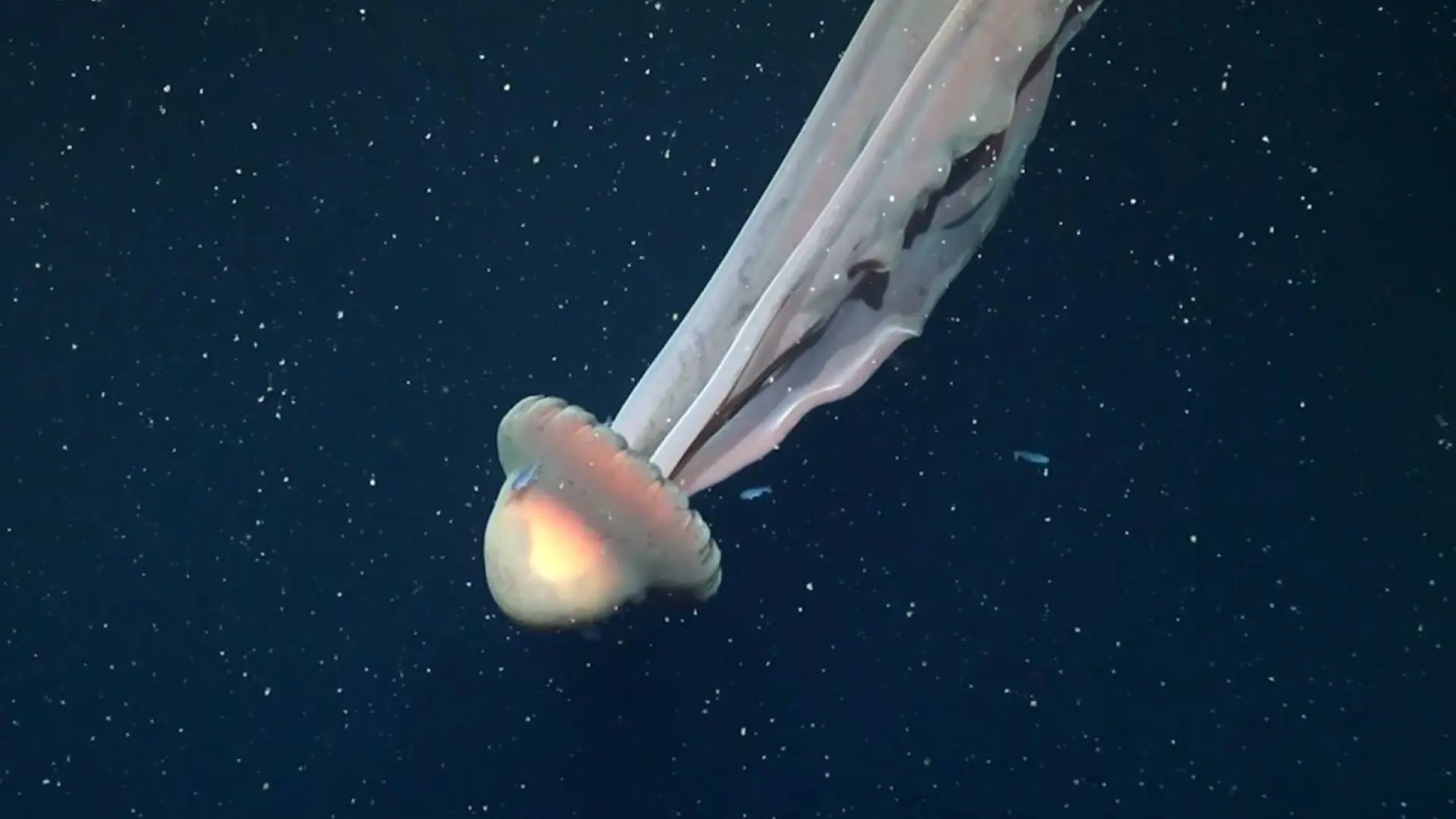 Captan a una extraña medusa fantasma gigante frente a la costa de Argentina