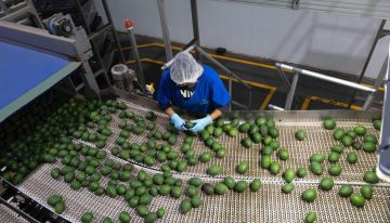 Con certificación aguacatera y estándares de calidad, Michoacán listo para el T-MEC