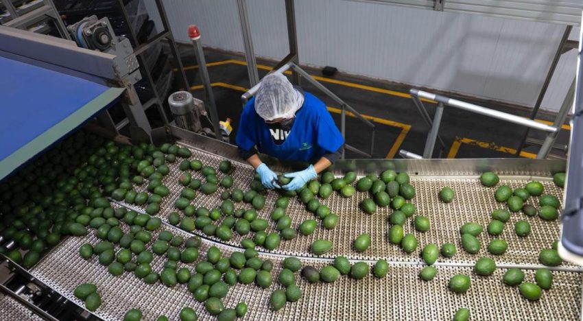 Con certificación aguacatera y estándares de calidad, Michoacán listo para el T-MEC