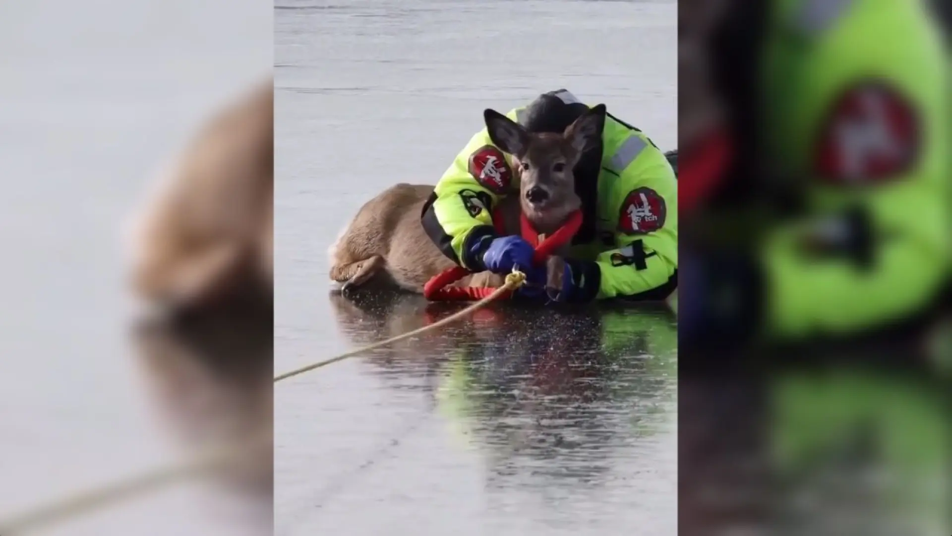 El tierno rescate de un ciervo atrapado en un lago congelado en Washington