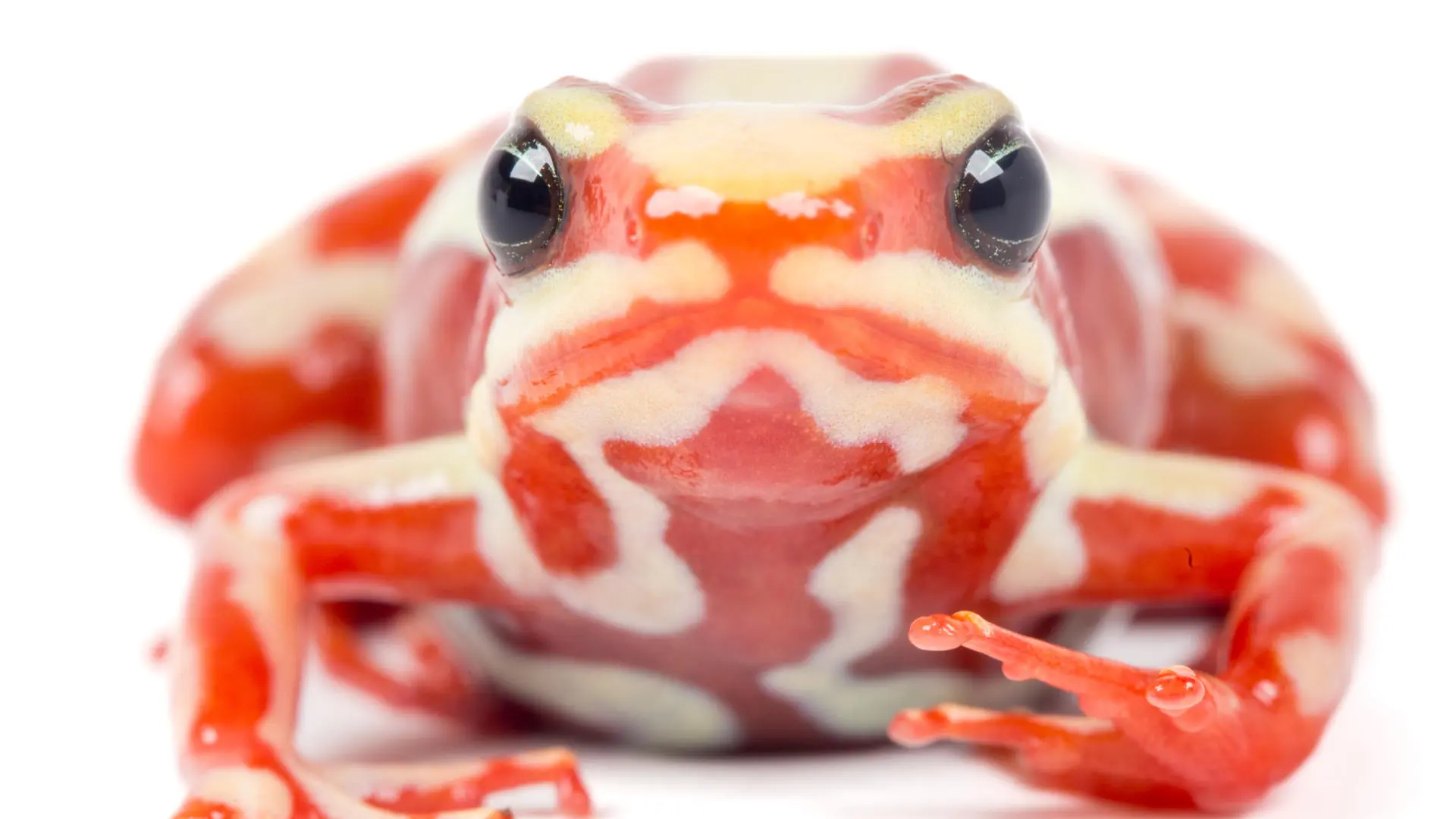 Una rana venenosa de Ecuador y Perú, centro de todas las acusaciones en la muerte del opositor ruso Navalni