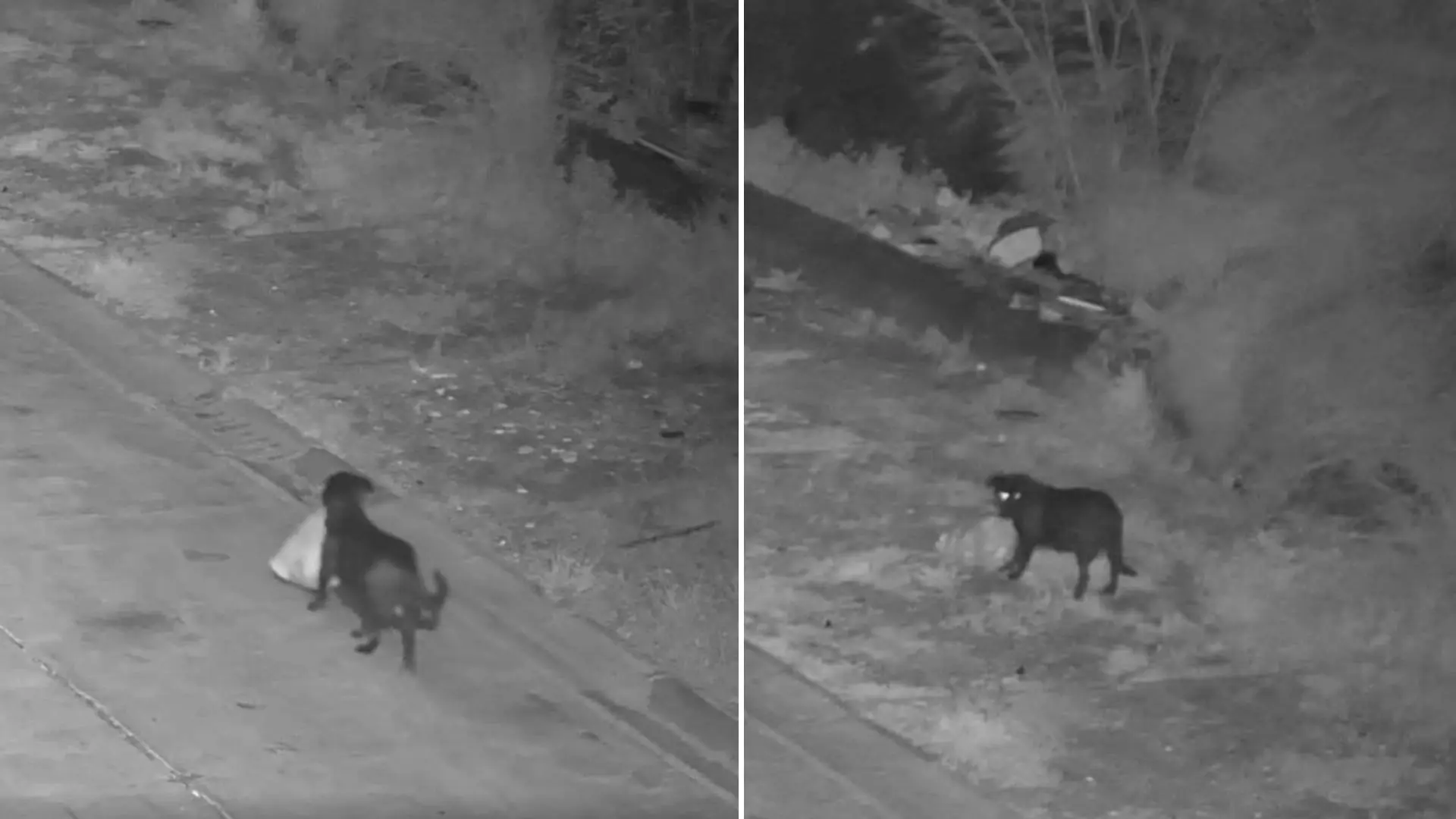 Un hombre entrena a su perro para tirar basura ilegalmente en Sicilia: «Tan astuto como doblemente incorrecto»