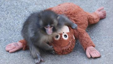 Punch, el mono abandonado y su peluche que conquistan las redes sociales en Japón