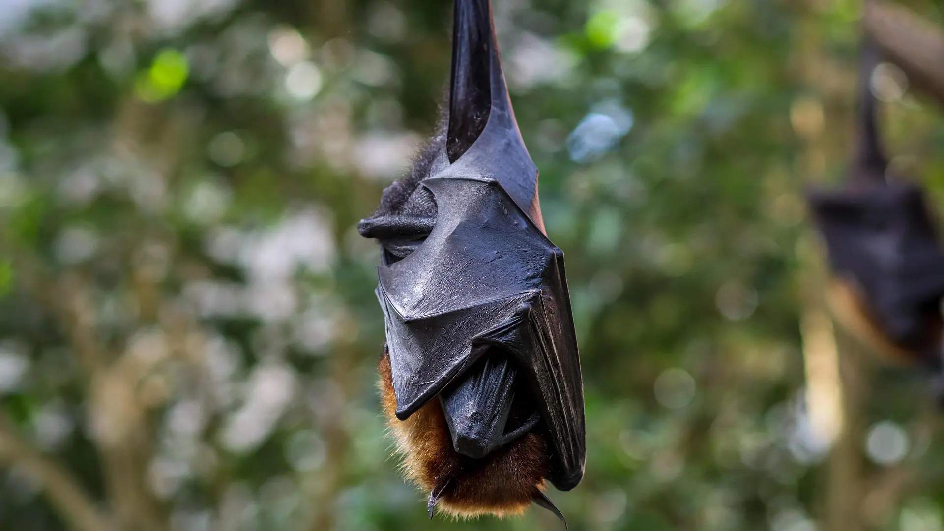 Un nuevo virus en murciélagos de Bangladesh, similar al Nipah, está mutando y volviéndose más letal