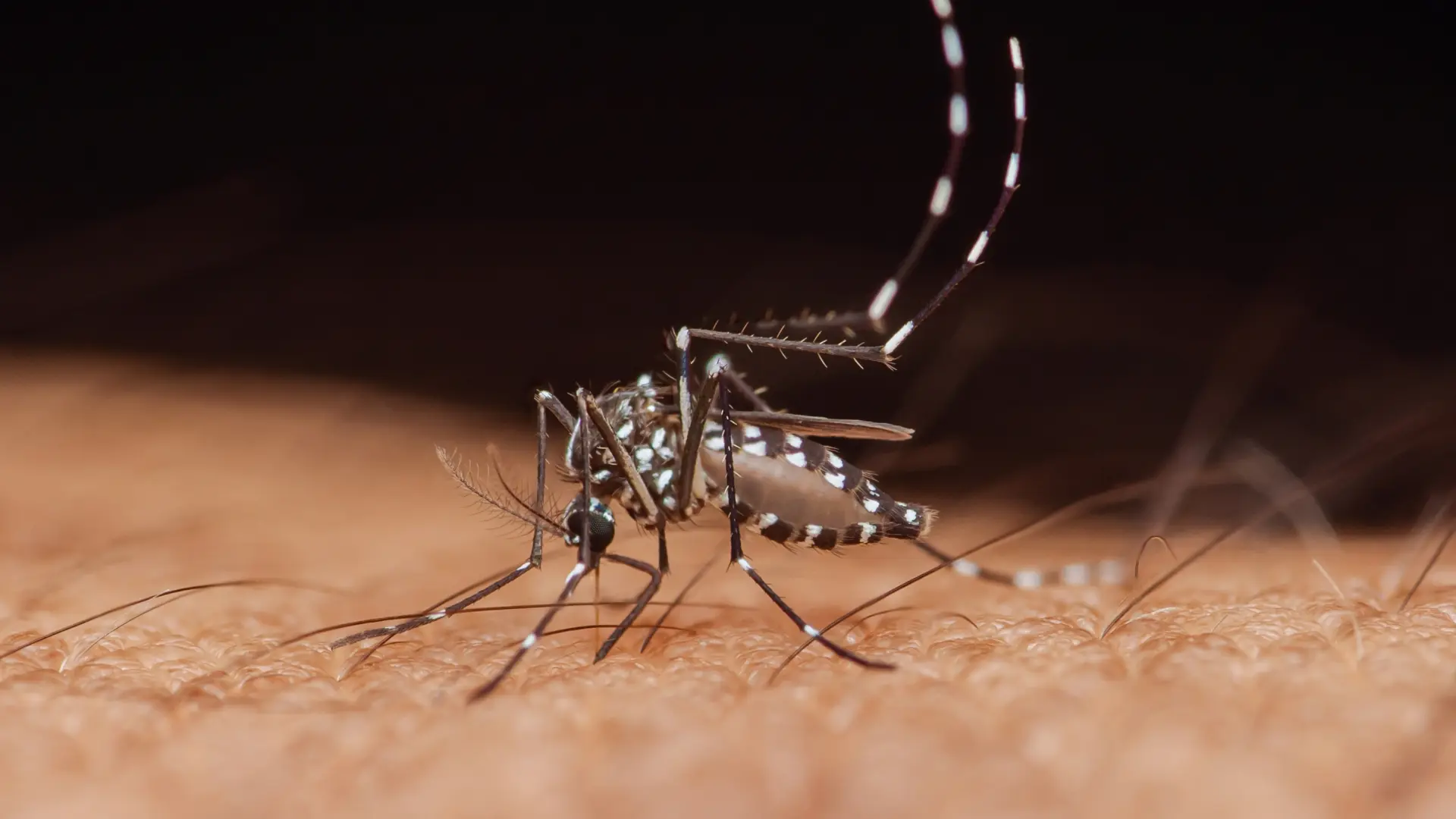 Las lluvias y las temperaturas primaverales traerán un aumento de los mosquitos: «Vamos a tenerlos criando en las zonas urbanas»