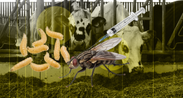 Moscas estériles contra el gusano barrenador: la estrategia que México usará para proteger su ganado