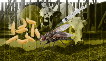 Moscas estériles contra el gusano barrenador: la estrategia que México usará para proteger su ganado