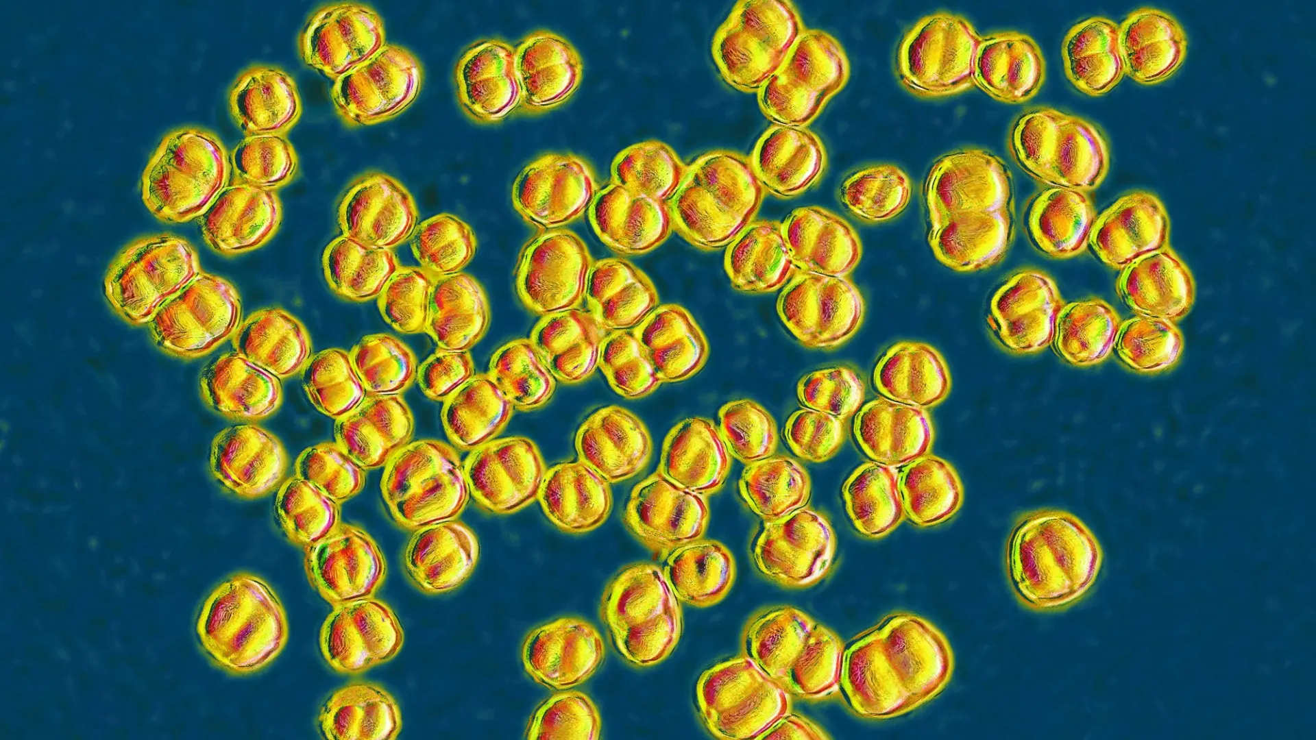 Reino Unido confirma que el brote mortal de meningitis sigue activo y cree que la bacteria ha mutado