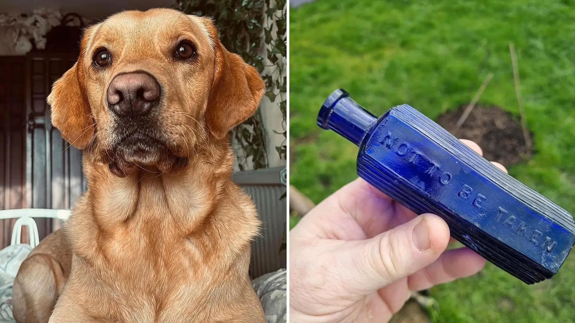 Un perro resuelve un asesinato de hace 160 años tras desenterrar una botella de veneno en el jardín de su casa de Reino Unido