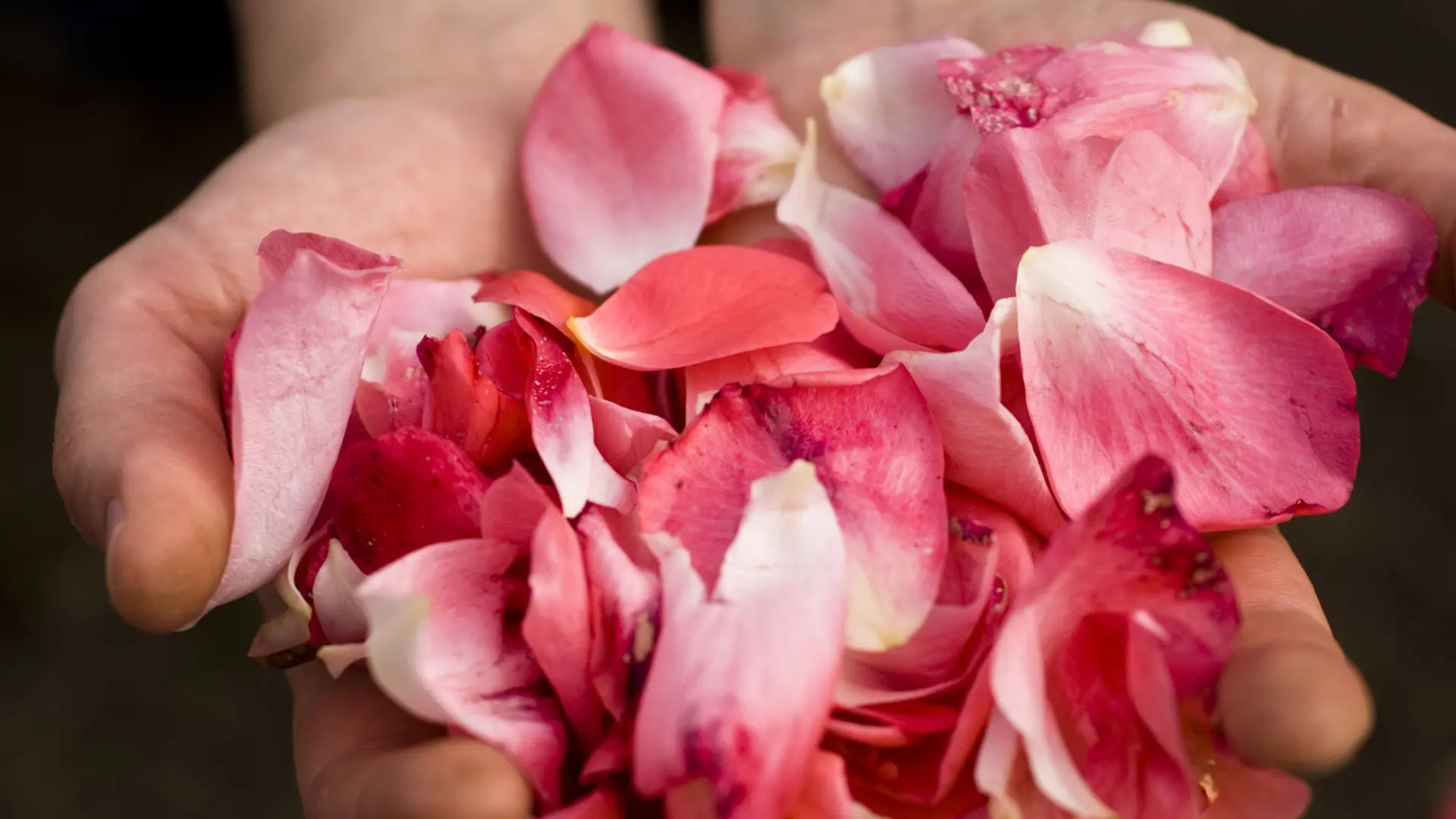 Un estudio investiga el potencial de los pétalos de rosa ante el cáncer de mama triple negativo