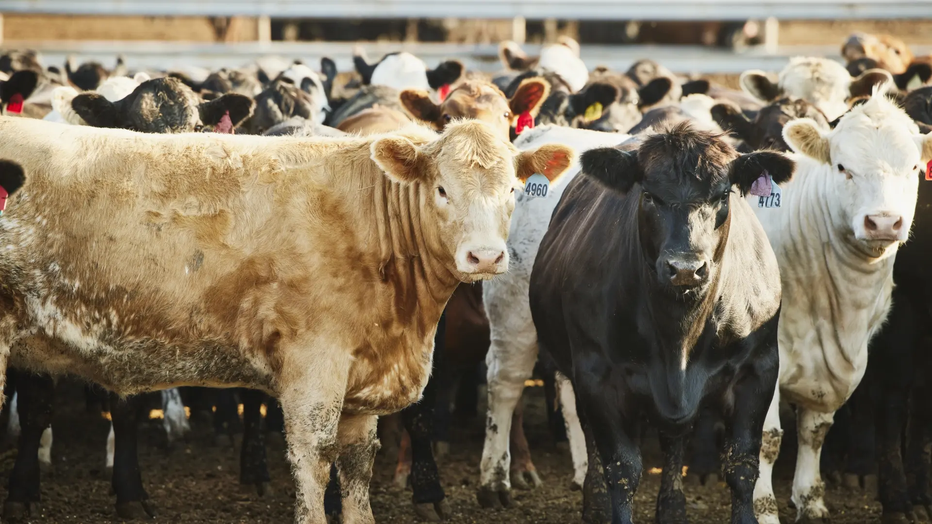 Sacrifican el ganado de un granjero siberiano que se roció gasolina y amenazó con quemarse a lo bonzo si mataban a sus reses