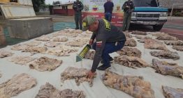 ¡Ponen la lupa al chigüire y la baba! Inician despliegue de fiscalización en puntos clave