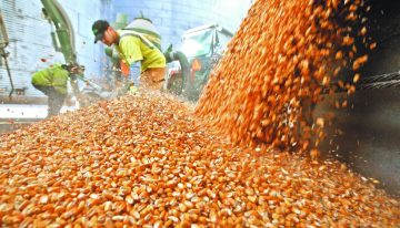 Urgen soluciones integrales ante el momento crítico que enfrentan los productores de granos: CNA