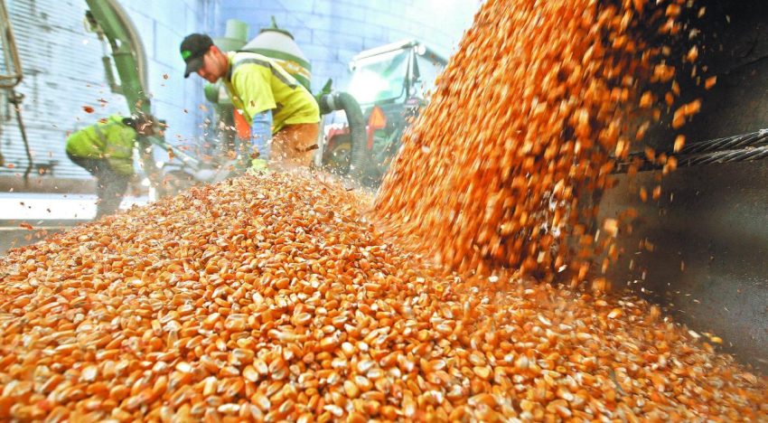 Urgen soluciones integrales ante el momento crítico que enfrentan los productores de granos: CNA