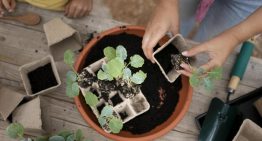 ¿Cuánto cuesta hacer un huerto urbano? Cultiva tu propio jitomate y dale la vuelta a la inflación