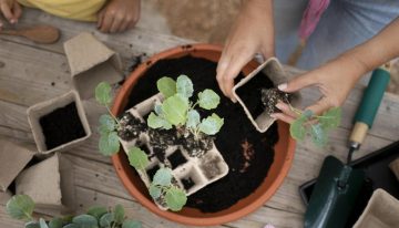 ¿Cuánto cuesta hacer un huerto urbano? Cultiva tu propio jitomate y dale la vuelta a la inflación