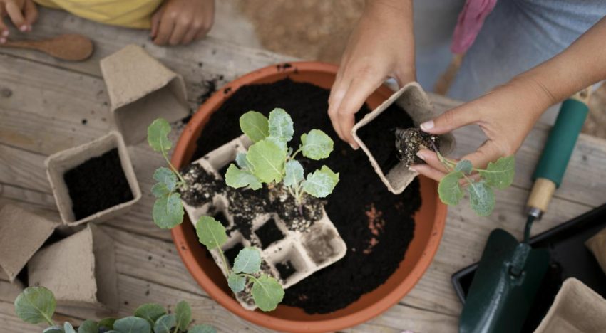¿Cuánto cuesta hacer un huerto urbano? Cultiva tu propio jitomate y dale la vuelta a la inflación