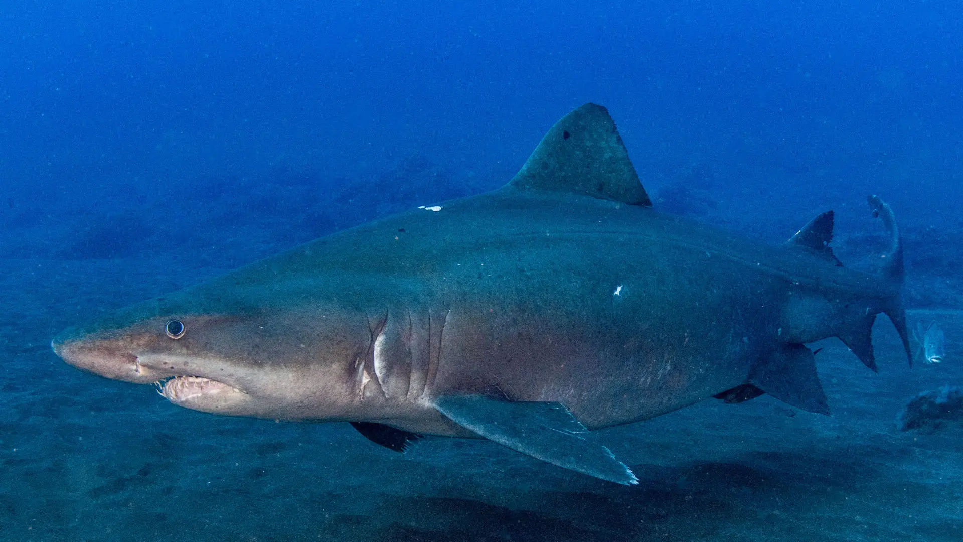 La familia del médico amputado por el ataque de un tiburón en Maldivas denuncia a la empresa que organizó la excursión