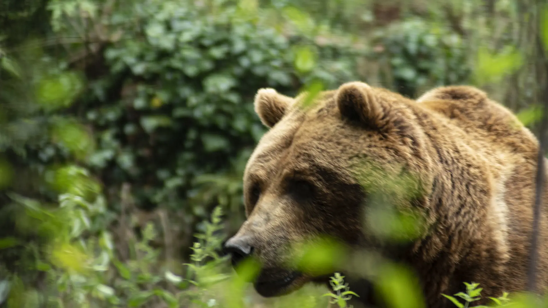 Un oso pardo hiere a un corredor en una zona boscosa a la afueras de una ciudad