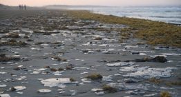 Derrame en el Golfo de México ya afecta 900 kilómetros de litoral, alertan organizaciones