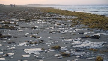 Derrame en el Golfo de México ya afecta 900 kilómetros de litoral, alertan organizaciones