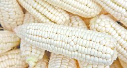 Subsidio al maíz en Sinaloa no cubre toda la producción y será menor para quienes deben a bancos