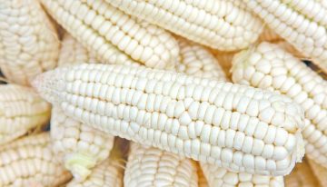 Subsidio al maíz en Sinaloa no cubre toda la producción y será menor para quienes deben a bancos