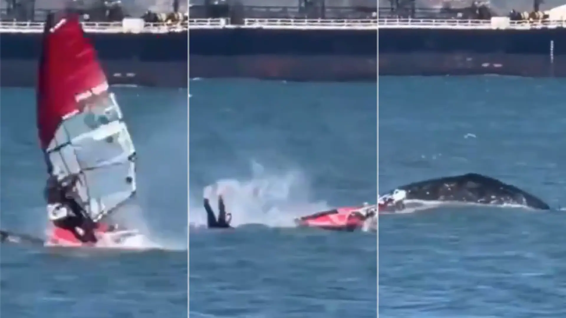 Un windsurfista choca con una ballena gris en la bahía de San Francisco